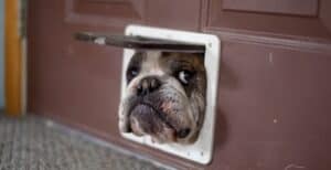 Doggie door