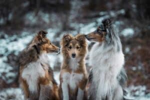 Three collies thinking about adding a third-party backup.