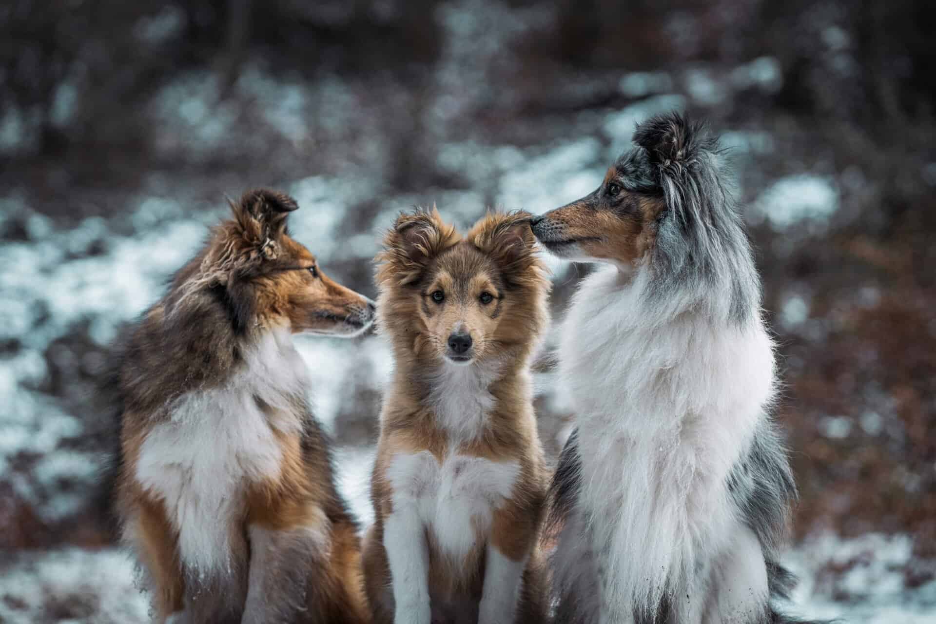 Three collies thinking about adding a third-party backup.