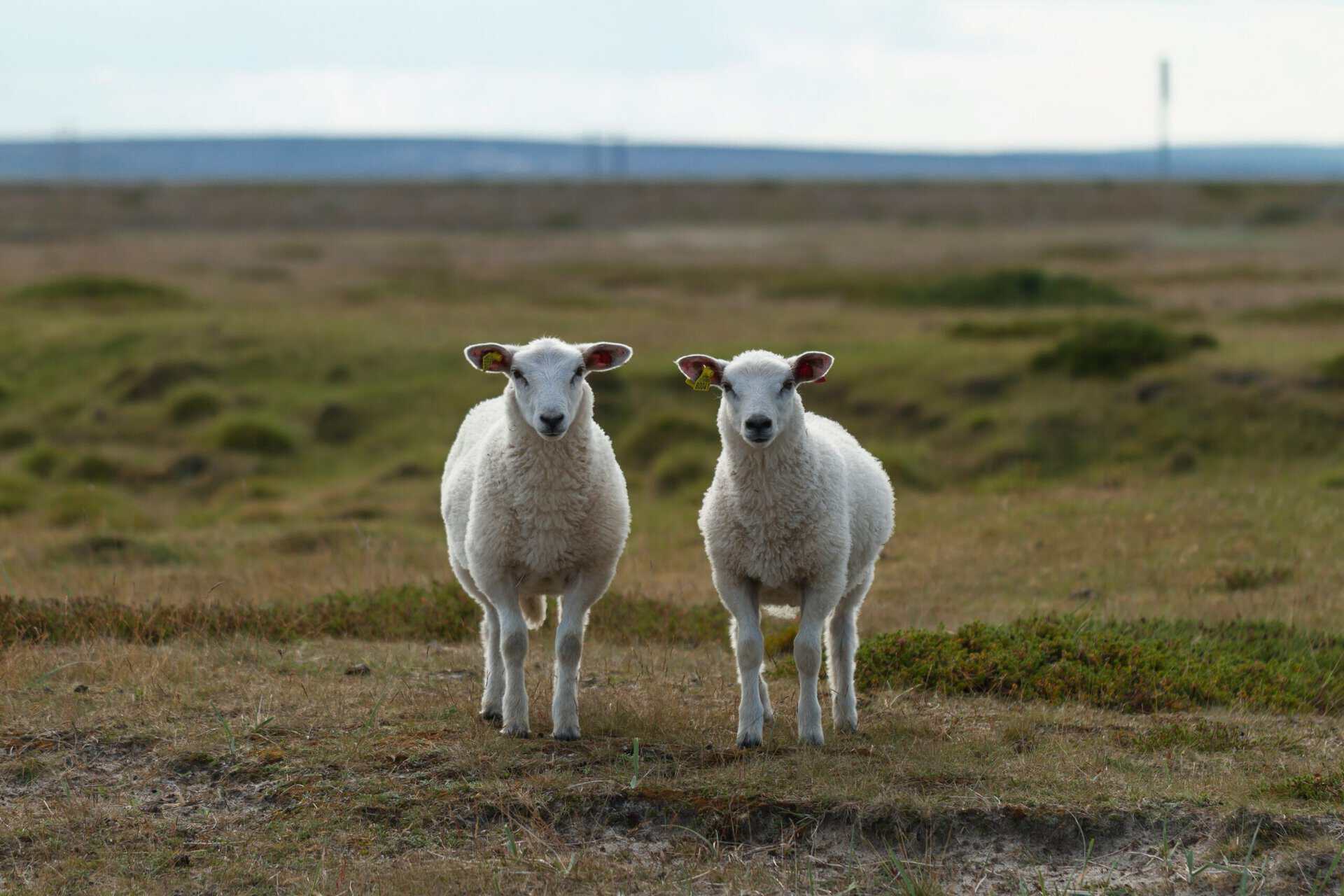 Two white sheep standing side by side in an open grassy field.